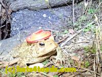 /home//u458753944/public_html/sourcegallery///Roxborough Toad Detour/2020/2020-04-05/92396809_10222212432768697_588058280694120448_o.jpg